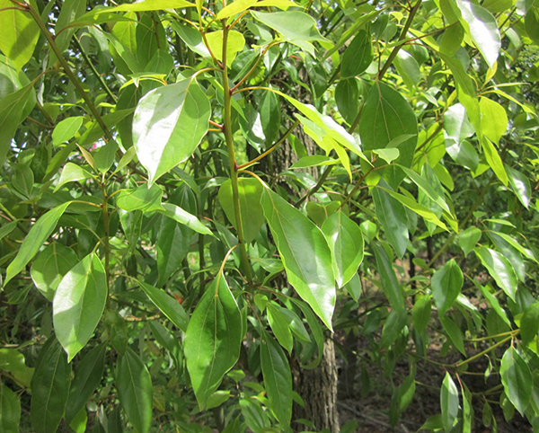 香樟樹5